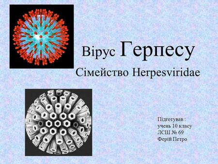 Вірус Герпесу Сімейство Herpesviridae Підготував : учень 10 класу ЛСШ 69 Ферій Петро.