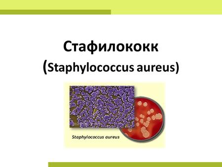 Стафилококк ( Staphylococcus aureus). Возбудитель и его свойства: Стафилококковая интоксикация впервые описана в 1899 году П. Н. Лащенковым. Стафилококк.