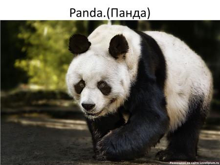 Panda.(Панда). the Panda is under threat of survival панда находится под угрозой на выживание.