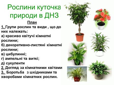 Рослини куточка природи в ДНЗ План 1. Групи рослин та види, що до них належать: а) красиво квітучі кімнатні рослини; б) декоративно-листяні кімнатні рослини;