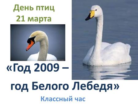День птиц 21 марта «Год 2009 – год Белого Лебедя» Классный час.