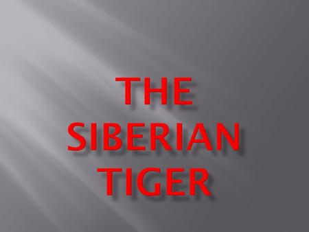 THE SIBERIAN TIGER 