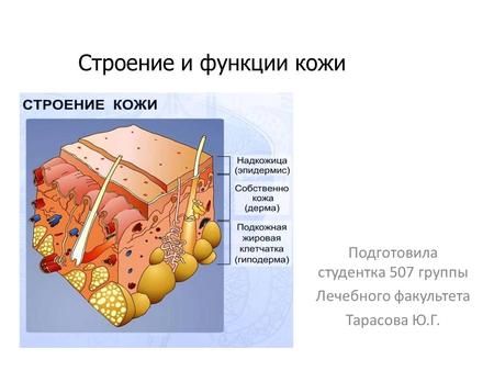 Строение и функции кожи Подготовила студентка 507 группы Лечебного факультета Тарасова Ю.Г.