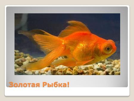 Золотая Рыбка!. Золотые рыбки растут в основном до 30 см, но при прудовом содержании их размер может достигать 45 см и веса в 1,5 кг. Размер рыб зависит.