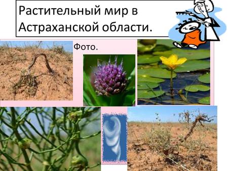 Растительный мир в Астраханской области. Фото. И вот ещё некоторые фото.