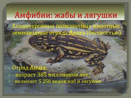 Хладнокровные позвоночные животные, земноводные отряда Anura ( бесхвостые ). Отряд Anura: - возраст 385 миллионов лет ; - включает 5 250 видов жаб и лягушек.