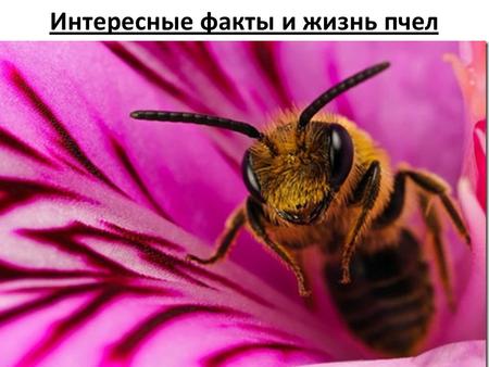 Интересные факты и жизнь пчел. Факты о пчелах В крупных пчелиных семьях может одновременно находиться до 80 тысяч пчел. За год одна такая пчелиная семья.