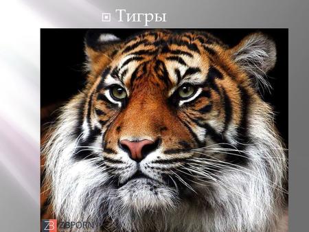 Тигры Тигр ( лат. Panthera tigris) вид хищных млекопитающих семейства кошачьих, один из четырёх представителей рода пантер ( лат. Panthera), который относится.