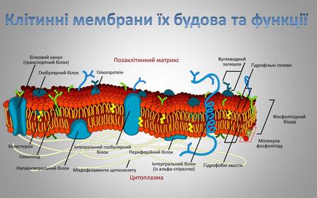 Плазматична мембрана, або плазмалема, - найбільш постійна, основна, універсальна для усіх клітин мембрана. Вона є найтоншою (близько 10 нм) плівкою, що.