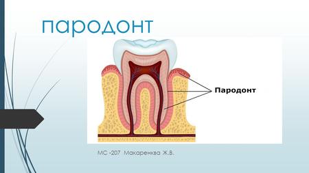 Пародонт МС -207 Макаренква Ж.В.. Пародонт (др.-греч. παρα- около, δούς зуб) комплекс тканей, окружающих зуб и удерживающих его в альвеоле, имеющих общее.