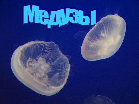 Медуза «португальский кораблик» Будьте осторожны ! Помните: чем ярче окраска медузы, тем она опаснее !