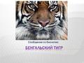 Сообщение по биологии:. Бенгальский тигр – отдельный подвид тигров, проживающий в Центральной Азии. Популяция бенгальских тигров небольшая, но в сравнении.