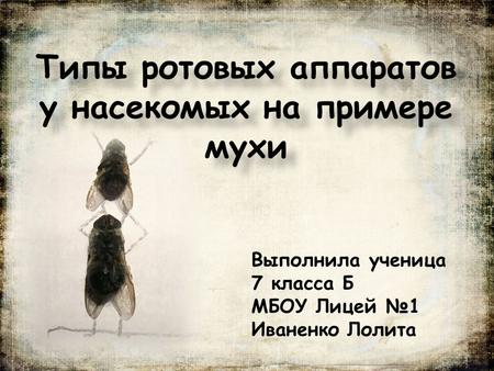Типы ротовых аппаратов у насекомых на примере мухи Выполнила ученица 7 класса Б МБОУ Лицей 1 Иваненко Лолита.