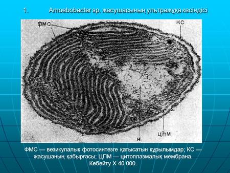 1.Amoebobacter sp. жасушасының ультражұқа кесіндісі ФМС везикулалық фотосинтезге қатысатын құрылымдар; КС жасушаның қабырғасы; ЦПМ цитоплазмалық мембрана.