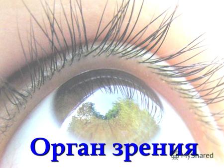 Глаза — орган зрения. Зрительный анализатор.