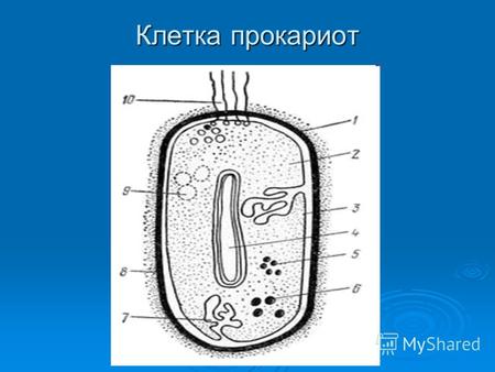 Клетка прокариот. Дайте ответ: Индивидуальное развитие организма – это… Индивидуальное развитие организма – это… Оплодотворенная яйцеклетка – это… Оплодотворенная.