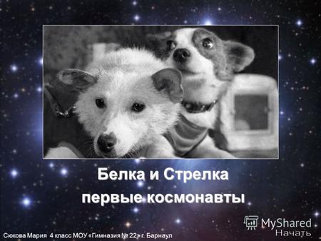 Белка и Стрелка первые космонавты Сюкова Мария 4 класс МОУ «Гимназия 22» г. Барнаул.