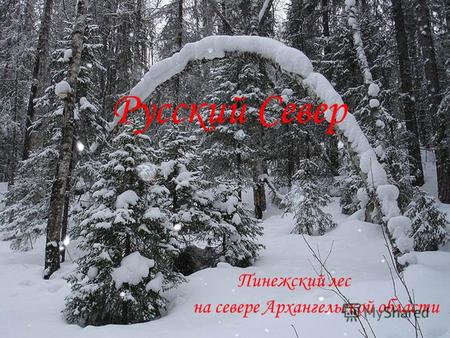 Русский Север Пинежский лес на севере Архангельской области.