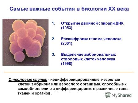 Самые важные события в биологии ХХ века 1.Открытие двойной спирали ДНК (1953) 2.Расшифровка генома человека (2001) 3.Выделение эмбриональных стволовых.