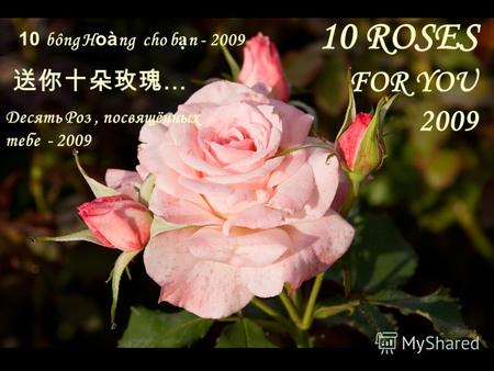 10 ROSES FOR YOU 2009 … 10 bông H oà ng cho b n - 2009 Десять Роз, посвящённых тебе - 2009.