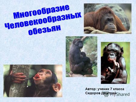 Автор: ученик 7 класса Сидоров Дмитрий. Познакомиться с многообразием Человекообразных обезьян.