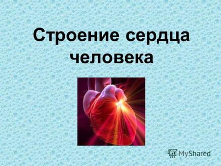 Строение сердца человека. Терминологическая разминка (подумай и ответь) аорта венозная кровь артериальная кровь эритроциты оксигемоглобин карбоксигемоглобин.