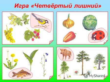 Игра «Четвёртый лишний» ЖИВОТНЫЕ Тема урока : Разнообразие животного мира Краснодарского края. Разнообразие животного мира Краснодарского края.
