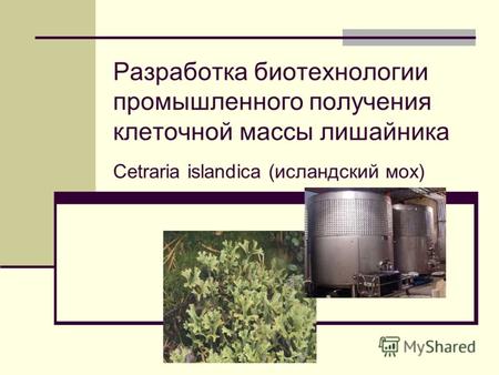 Разработка биотехнологии промышленного получения клеточной массы лишайника Cetraria islandica (исландский мох)