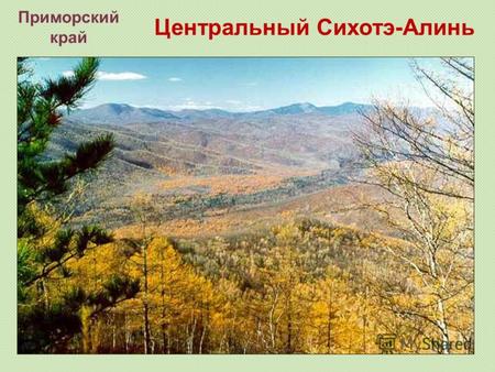 Центральный Сихотэ-Алинь Приморский край. Этот ценнейший горно-лесной район. Он находится на юге российского Дальнего Востока, в Приморском крае, и имеет.