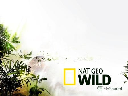 Nat Geo Wild является страстным поклонником дикой природы в её первозданном виде. Наши кинематографисты готовы рискнуть всем, чтобы сохранить на пленке.
