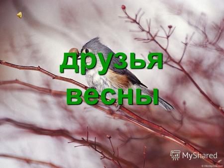 Друзья весны. 1 апреля- Международный день птиц Международный день птиц.
