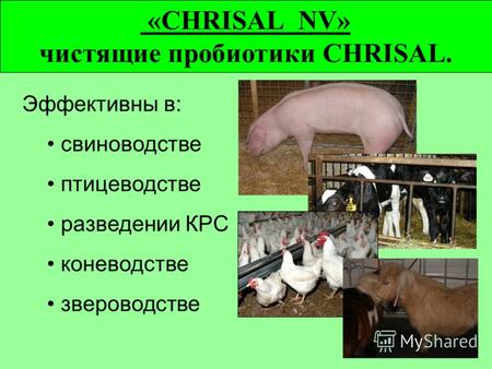 «CHRISAL NV» чистящие пробиотики CHRISAL. Эффективны в: свиноводстве птицеводстве разведении КРС коневодстве звероводстве.