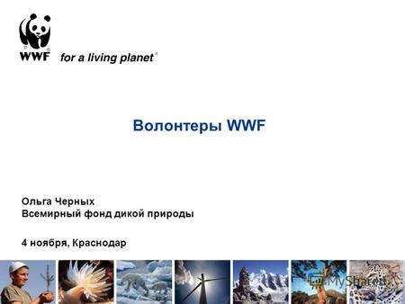 Волонтеры WWF Ольга Черных Всемирный фонд дикой природы 4 ноября, Краснодар.