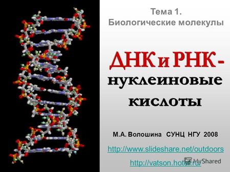 Тема 1. Биологические молекулы М.А. Волошина СУНЦ НГУ 2008