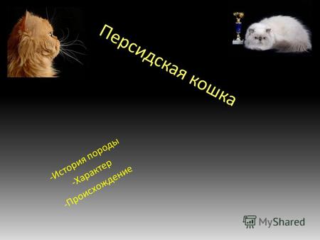 Персидская кошка -История породы -Характер -Происхождение.