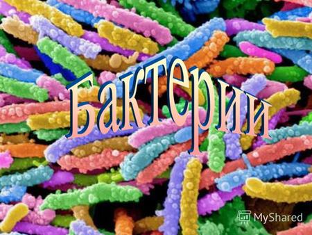 До конца 1970-х годов термин «бактерия» был синонимом прокариотов, но в 1977 году на основании данных молекулярной биологии прокариоты были разделены.