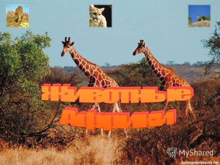 Животные Африки: Гепарды Гиены Слоны Леопарды Зебры Крокодилы Ягуары Жирафы Носороги Бегемоты Антилопы Верблюды.