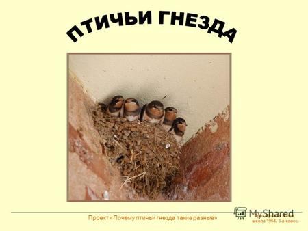 Прокофьева Маша, школа 1964, 3-а класс. Проект «Почему птичьи гнезда такие разные»