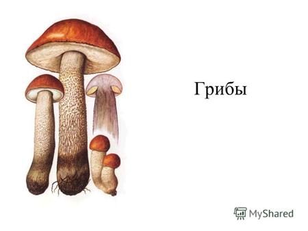 Грибы Царство грибов Грибы – это отдельное царство организмов, насчитывающее свыше 80 тысяч видов, различных по образу жизни, строению и внешнему виду.
