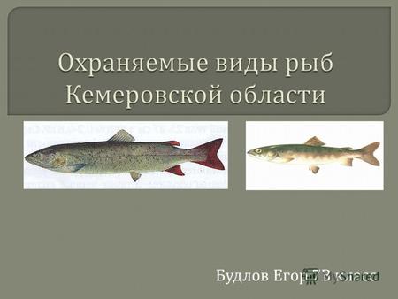 Будлов Егор 7 В класс. Таймень ( лат. Hucho) род крупных лососёвых рыб. У мелких экземпляров на боках тела 810 темных поперечных полос, обычны мелкие.