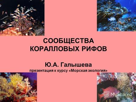 СООБЩЕСТВА КОРАЛЛОВЫХ РИФОВ Ю.А. Галышева презентация к курсу «Морская экология»