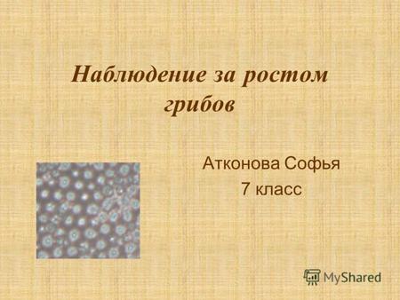 Наблюдение за ростом грибов Атконова Софья 7 класс.