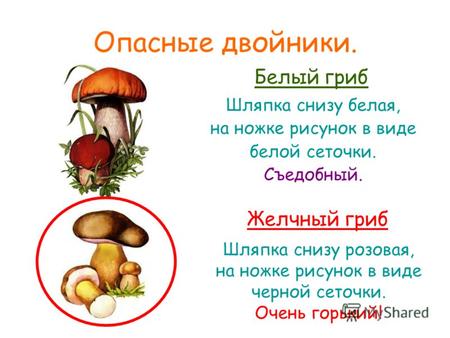 Опасные двойники. Шляпка снизу белая, на ножке рисунок в виде белой сеточки. Съедобный. Шляпка снизу розовая, на ножке рисунок в виде черной сеточки. Очень.