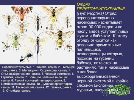 Отряд ПЕРЕПОНЧАТОКРЫЛЫЕ (Hymenoptera) Отряд перепончатокрылых насекомых насчитывает около 90 000 видов и по числу видов уступает лишь жукам и бабочкам.