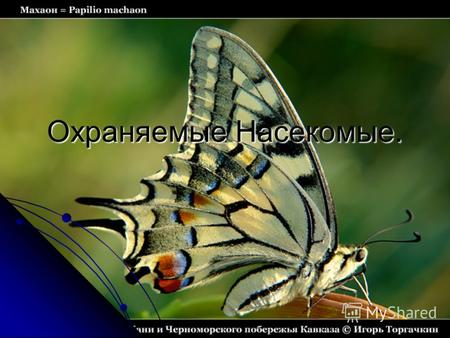 Охраняемые Насекомые. Махаон Широко распространенная бабочка фауны России, однако всюду численность невысока. Крупная, яркая бабочка.50-70 мм. Предпочитает.