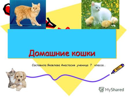 Домашние кошки Составила Яковлева Анастасия,ученица 7 класса.