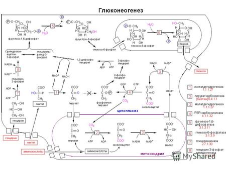 Биосинтез глюкозы из неуглеводных предшественников носит название глюконеогенез. Пируват обеспечивает вхождение предшественников в этот процесс. Глюконеогенез.