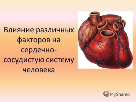 Влияние различных факторов на сердечно- сосудистую систему человека.