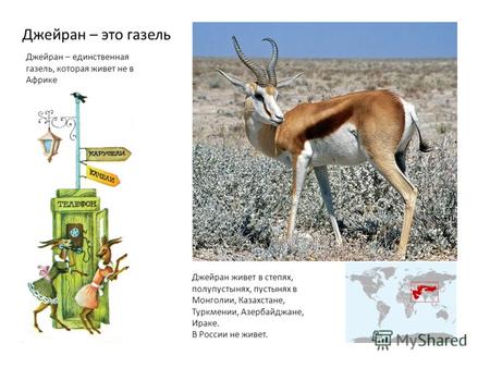 Джейран – единственная газель, которая живет не в Африке Джейран – это газель Джейран живет в степях, полупустынях, пустынях в Монголии, Казахстане, Туркмении,