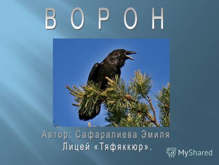 . Внешний вид Ворон (Corvus corax): Длина до 65 см. Размах крыльев - 1,2-1,5 метра. Вес 0,8-1,5 кг. Окрашены полностью в черный цвет с металлическим блеском.